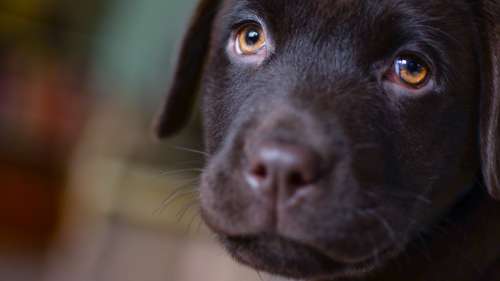 Cette étude est formelle : évitez de donner de la viande crue à votre chien