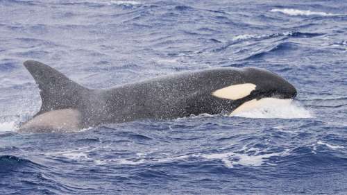 Des images montrent des orques tentant de sauver leur compagnon mourant