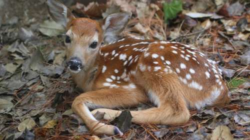 Pourquoi tant de bébés animaux ont des taches ?