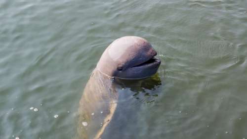 Rencontrez les adorables dauphins de l’Irrawaddy, une espèce menacée d’extinction