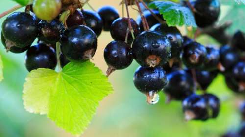 Pourquoi ce petit fruit a été interdit aux États-Unis pendant près de 100 ans ?