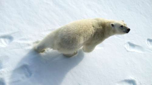 Le saviez-vous ? La signification grecque de Arctique et Antarctique est étonnamment drôle