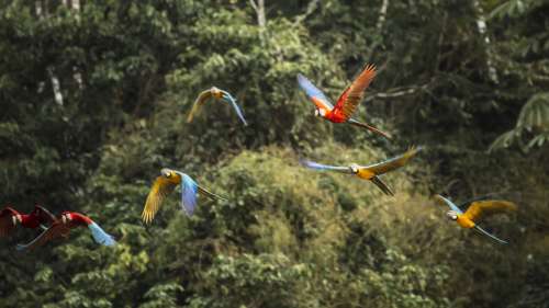 D’ici 2050 la forêt amazonienne pourrait franchir un point de rupture, selon une nouvelle étude