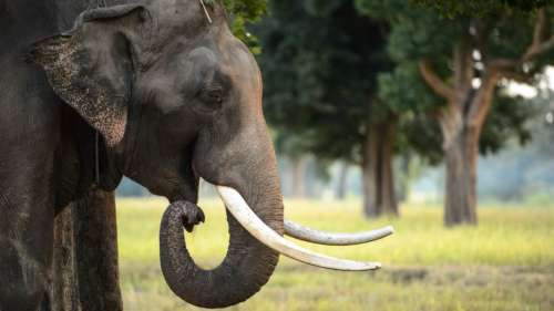 Des scientifiques assistent à un tragique et mystérieux rituel chez des éléphants