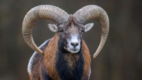 L’homme qui voulait cloner des mouflons géants termine en prison