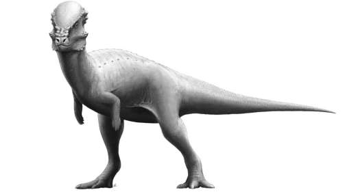 À la découverte du pachycéphalosaure, cet étrange « lézard au crâne épais »
