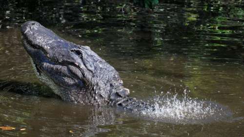 Le saviez-vous ? Les alligators sont toujours en érection