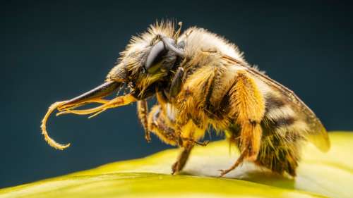 Des scientifiques découvrent un « super-pouvoir » surprenant des bourdons