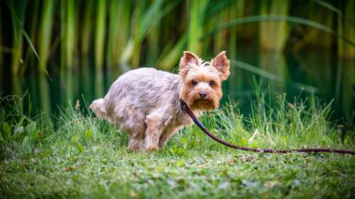 Attention, le caca de votre animal de compagnie est bien plus dangereux qu’on ne le pense