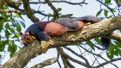 Rencontrez l’écureuil géant de l’Inde, cet animal au pelage très coloré