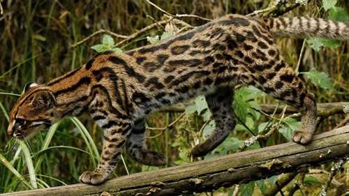 Découverte d’une nouvelle espèce adorable de chat-tigre en Amérique du Sud