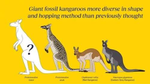 Trois nouvelles espèces de kangourous fossiles géants découvertes en Australie