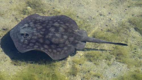 L’aquarium donne des nouvelles de Charlotte, la raie qui est tombée enceinte toute seule