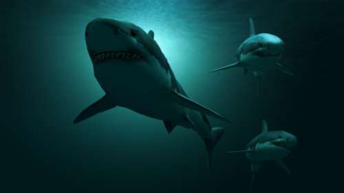 Des paléontologues élucident l’énigme du requin préhistorique géant Ptychodus