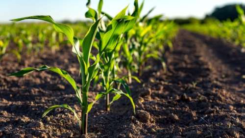 Cette alternative écolo aux pesticides classiques transforme les cultures en tueuses de nuisibles