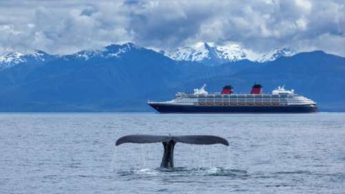 Un bateau de croisière arrive dans le port de New York avec le corps d’une baleine sur sa proue