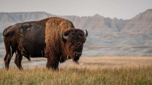 Un troupeau de bisons peut stocker l’équivalent en CO2 de 123 000 voitures