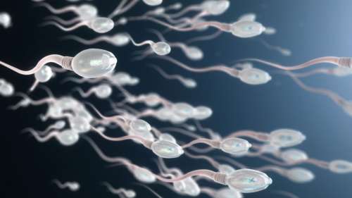 Contraception masculine : cette alternative à la vasectomie est non invasive et réversible