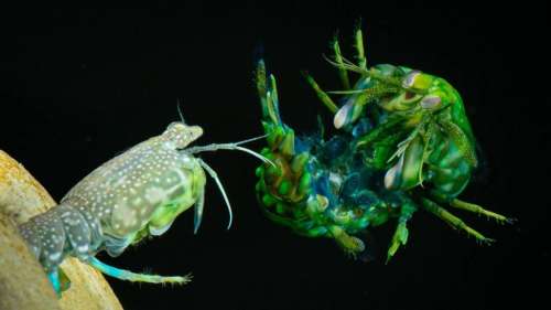 Une étude dévoile comment les crevettes-mantes peuvent encaisser une balle tirée par un calibre 22