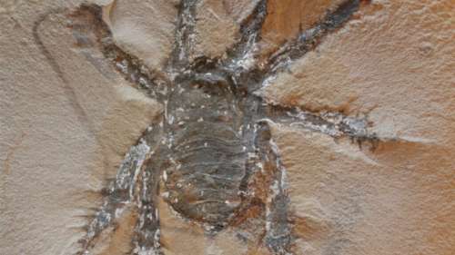 Ce fossile d’arachnide vieux de 308 millions d’années est une véritable énigme