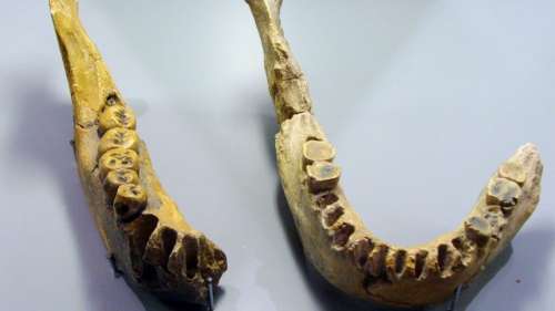 Un dentiste découvre une mâchoire humaine fossilisée dans le carrelage de ses parents