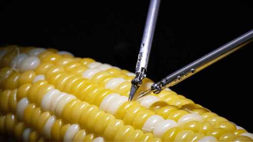 Le robot de Sony peut recoudre une incision dans un grain de maïs