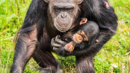 Une maman chimpanzé dans un zoo continue de porter son bébé trois mois après sa mort