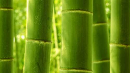 Le bambou transparent : une alternative au verre, résistante au feu et à l’eau