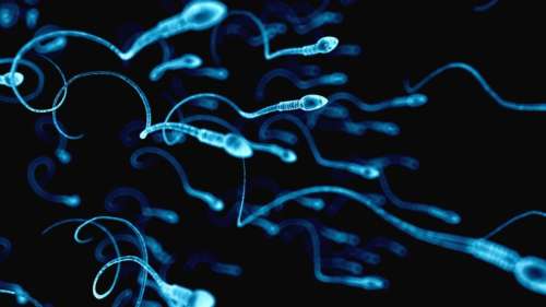 Des microplastiques découverts dans l’ensemble des testicules humains testés