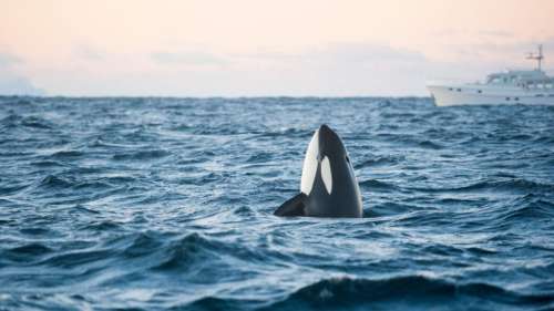 Les orques frappent à nouveau : un autre bateau coulé en Méditerranée