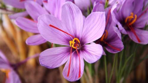 Une vaste étude bouleverse l’arbre évolutif des plantes à fleurs