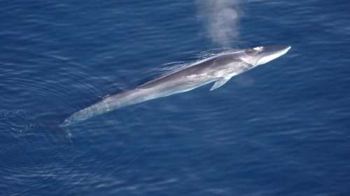 Le Japon va commencer la chasse commerciale du rorqual commun, une espèce pourtant menacée