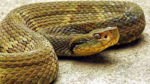Un chercheur a marché sur plus de 40 000 serpents venimeux pour faire avancer la science !