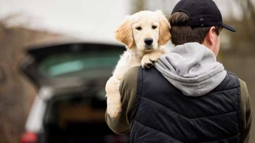 Le vol de son chien peut être aussi douloureux que la perte d’un proche