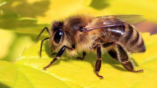 Les abeilles peuvent détecter le cancer du poumon, selon une étude !