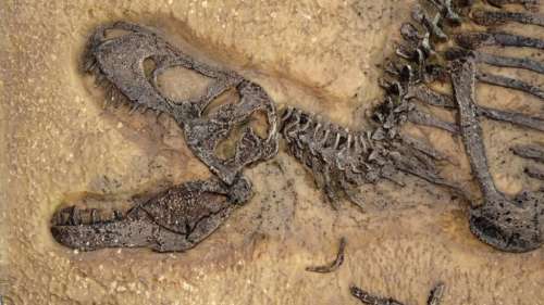 Des enfants découvrent un fossile de T. rex adolescent extrêmement rare