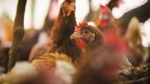 Premier cas mondial de décès humain dû à la grippe aviaire de type H5N2