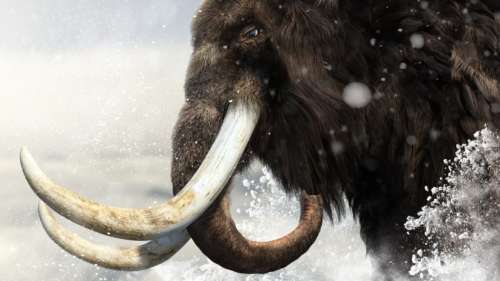 Les derniers mammouths laineux étaient consanguins mais pas condamnés à l’extinction