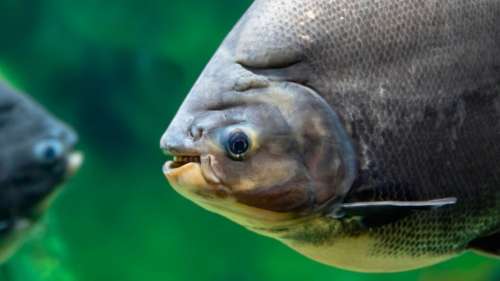 Découverte d’une nouvelle espèce de « piranha » végétarien, nommée d’après Le Seigneur des anneaux