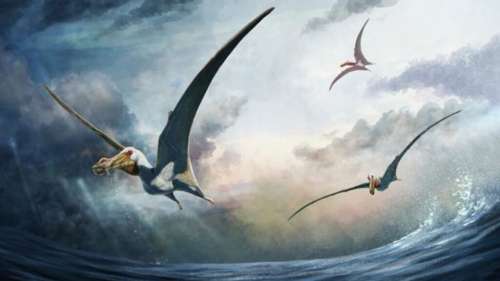 Il y a 100 millions d’années, ce ptérosaure utilisait sa langue géante pour engloutir ses proies
