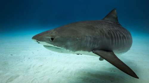 Un requin-tigre régurgite un échidné entier, les scientifiques sont stupéfaits