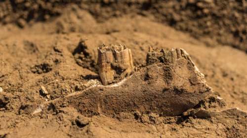 D’intrigantes sépultures de chevaux vieilles de 2 000 ans découvertes dans le centre de la France