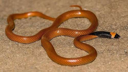 Découverte d’une nouvelle espèce de serpent dans le désert saoudien