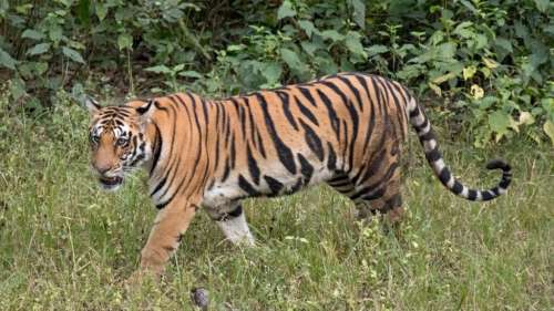 Un ours et une tigresse s’affrontent dans une réserve naturelle en Inde