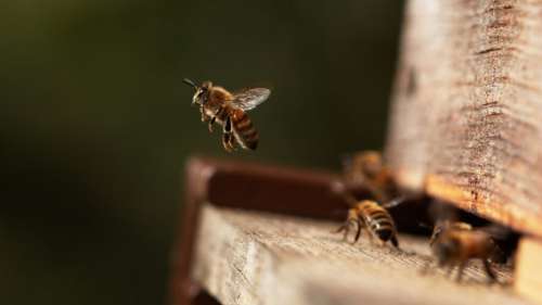 Ces abeilles donnent des coups d’ailes aux fourmis qui tentent d’envahir leur nid