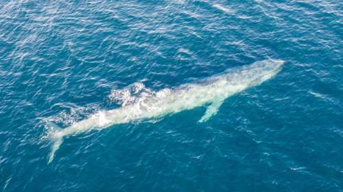 Une baleine bleue allaitant son baleineau filmée pour la première fois