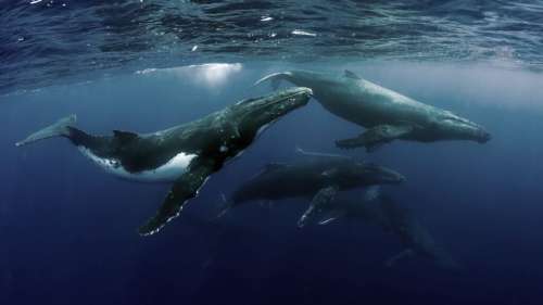 Plus de 1 000 baleines entourent le bateau d’un homme solitaire