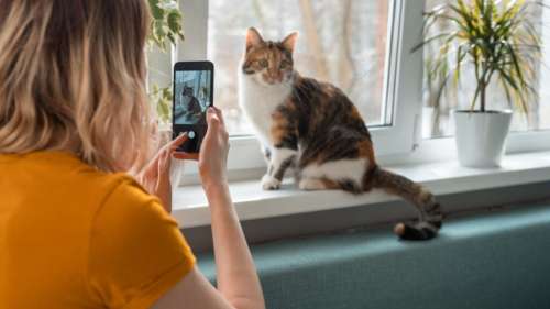 Cette application avec IA permet d’évaluer la santé de votre chat à partir d’une photo