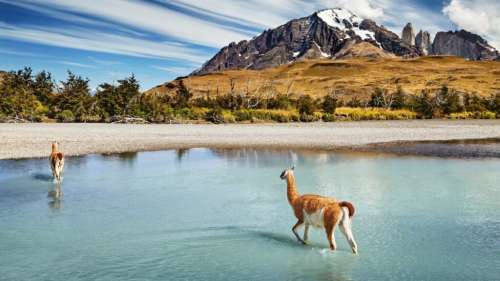 Quel est le continent qui compte le plus d’espèces animales ?