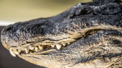 Les secrets du culte des crocodiles de l’Égypte ancienne révélés